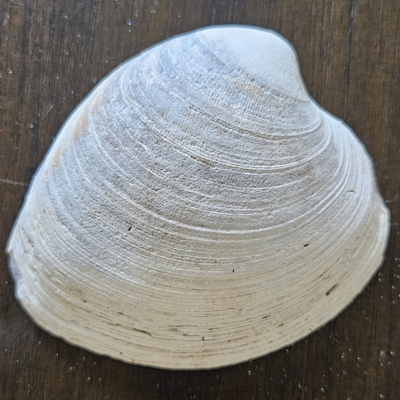 Handcrafted Rabbit Art on Shell - Multicolor - Picture 2 of 4